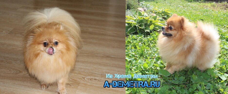 Богиня Любви Из Храма Деметры и Бонапарт